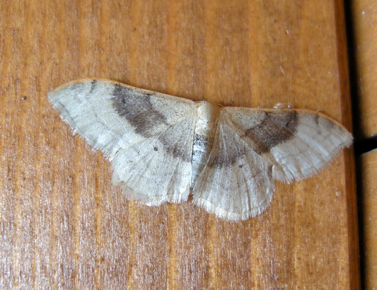 Idaea degeneraria