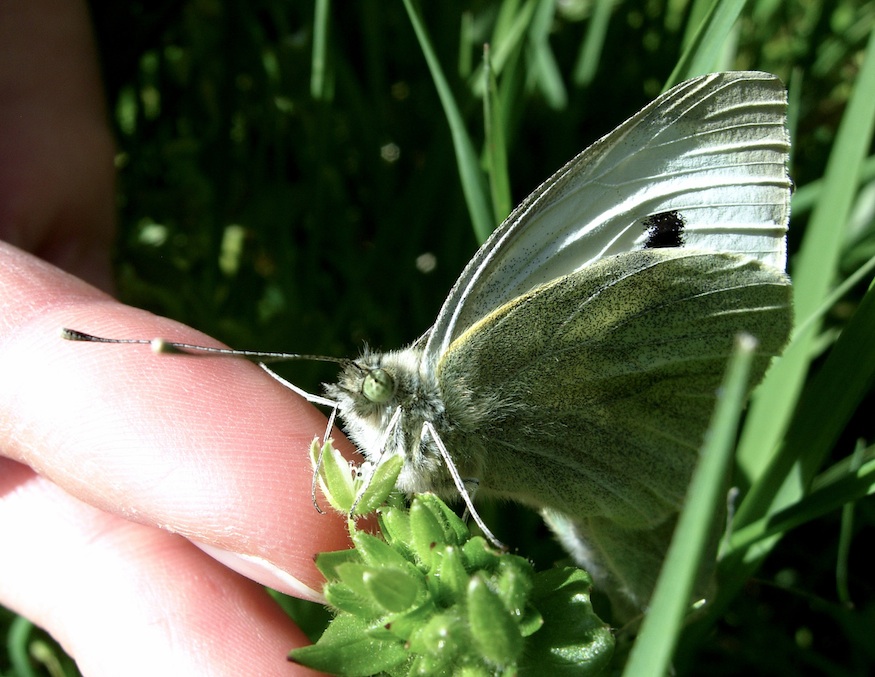 Pieris brassicae