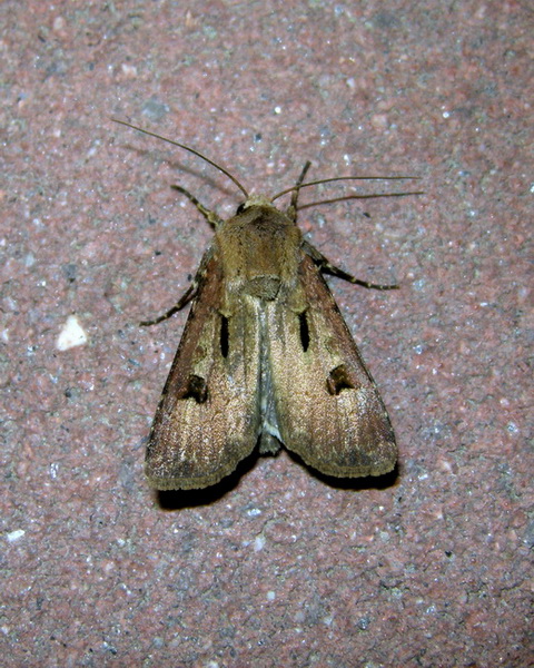 Agrotis exclamationis