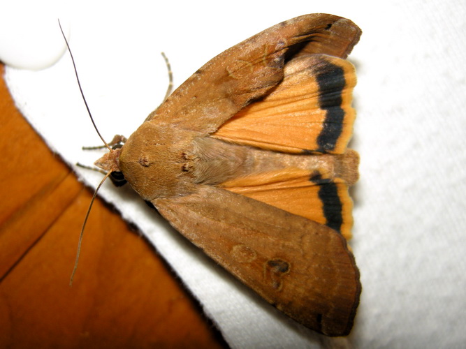 Notturna I.D. - Noctua pronuba