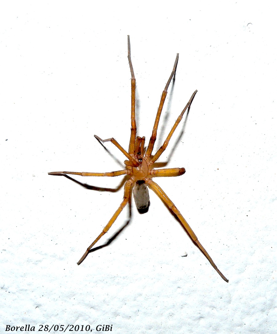 Filistata insidiatrix
