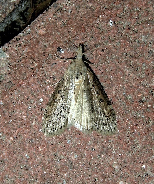 Da det.: Micro n 5 - Lamoria anella (Pyralidae)