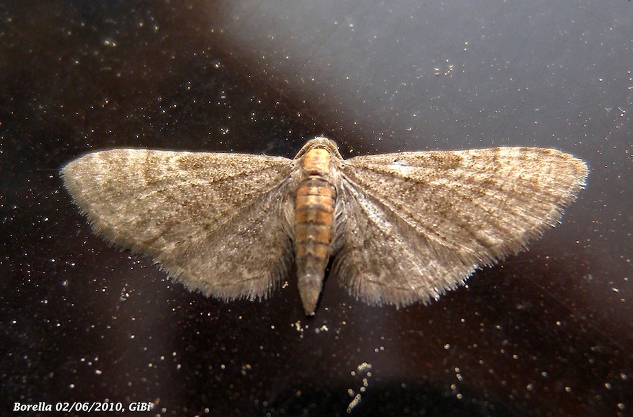 Eupithecia haworthiata ?