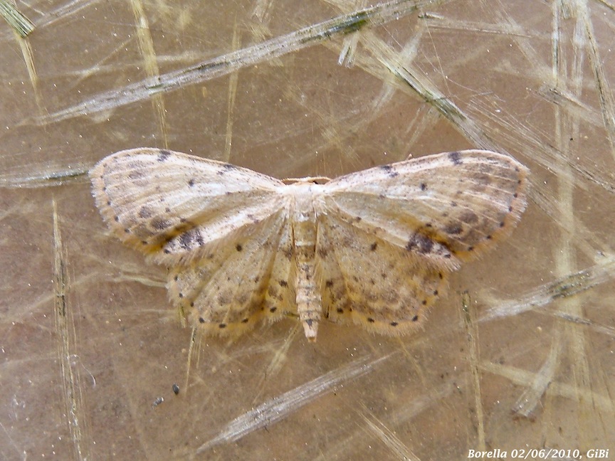 Idaea dimidiata ? Si