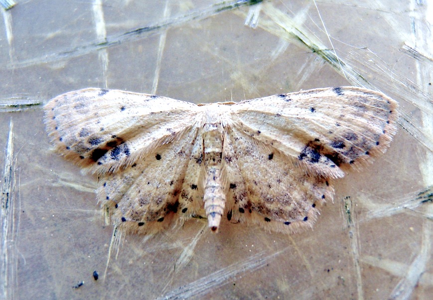 Idaea dimidiata ? Si