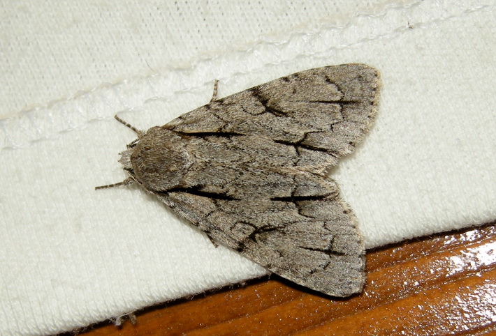 Acronicta psi