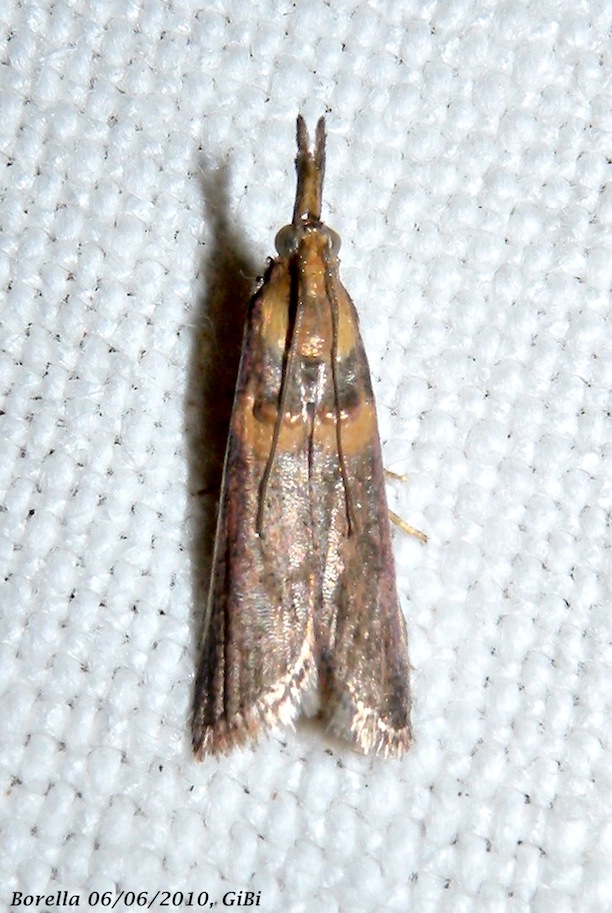 Etiella zinckenella ?