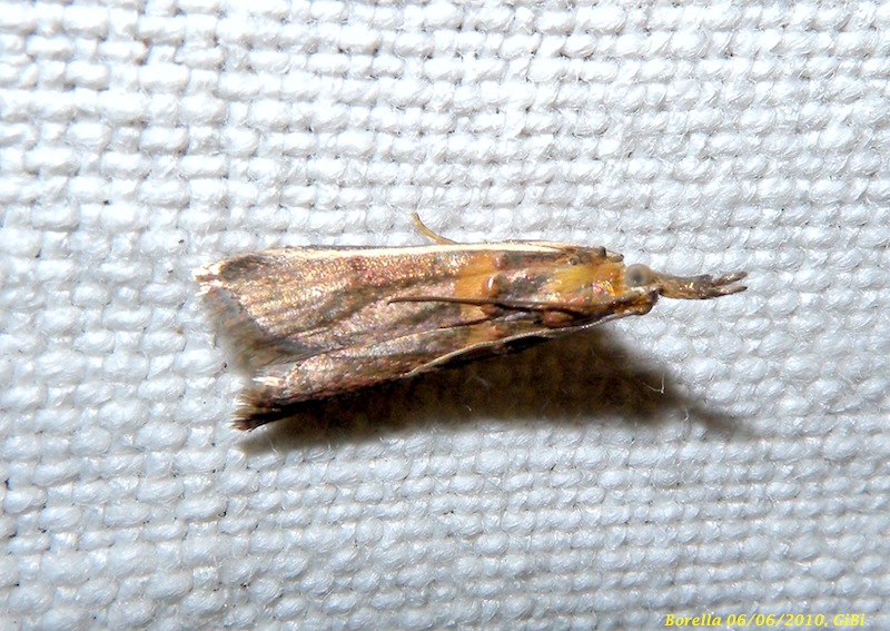 Etiella zinckenella ?