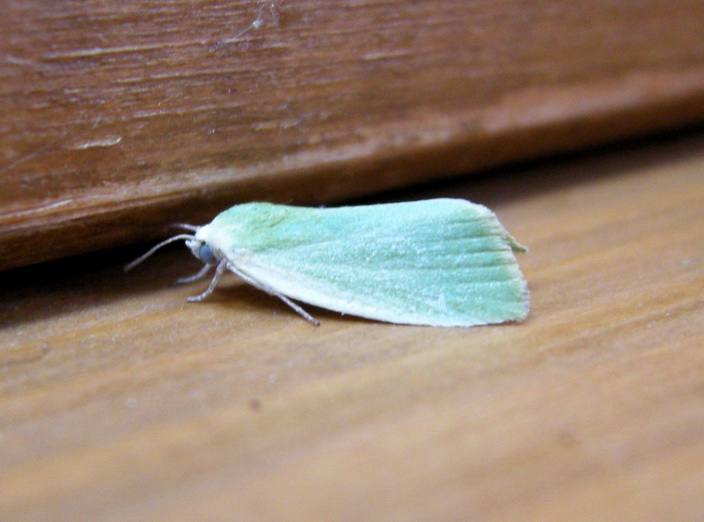 Earias clorana, probabilmente