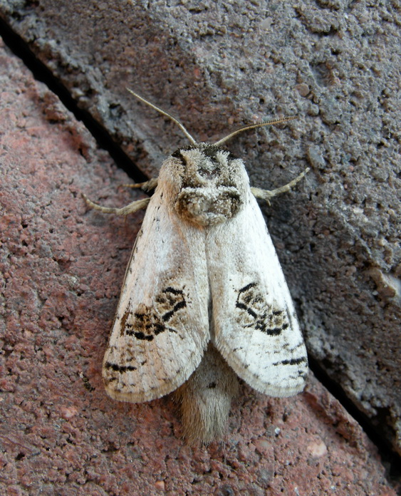 Parahypopta caestrum