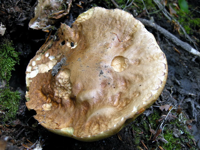 Boletus reticulatus (aestivalis)?