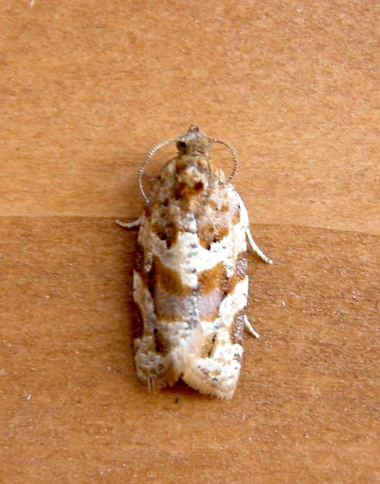 Da det.: Micro n 3 - Argyrotaenia ljungiana (Tortricidae)