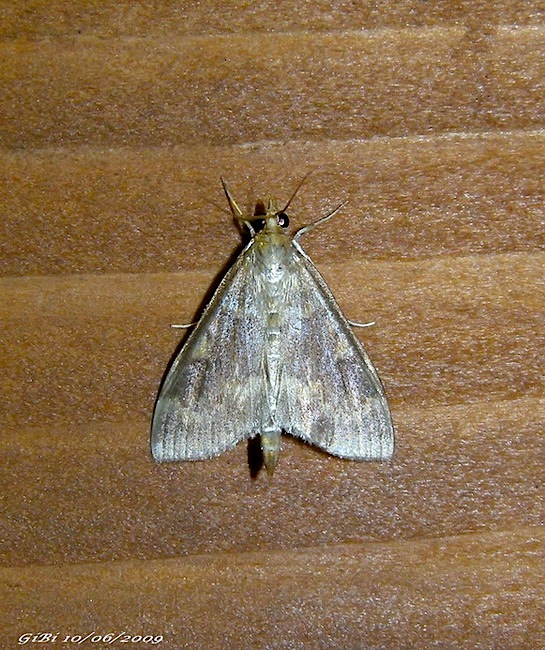 Dolicharthria punctalis ???
