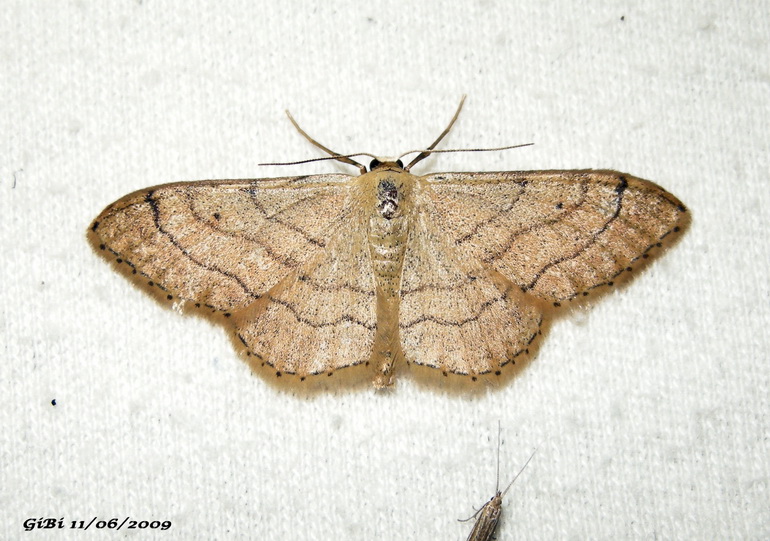 I.D. Geometridae - # 2 - Idaea aversata forma remutata