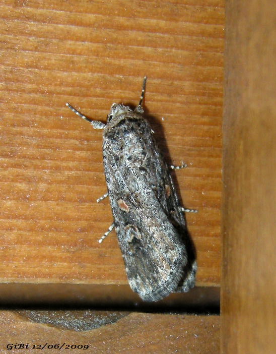 Falena da determinare - Spodoptera exigua