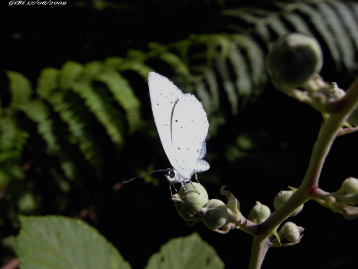 Farfalle della Foresta Casentinese