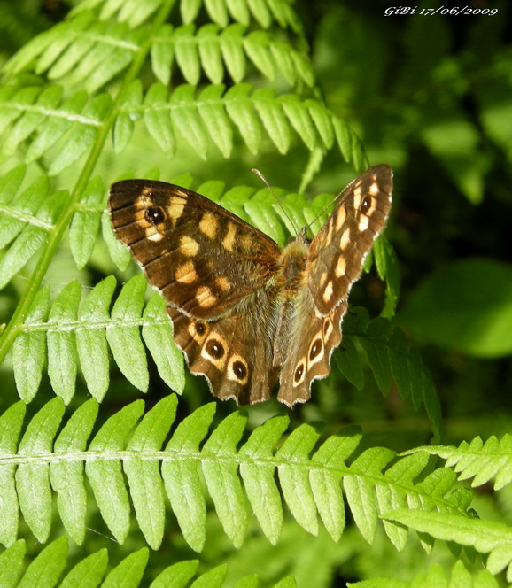 Farfalle della Foresta Casentinese