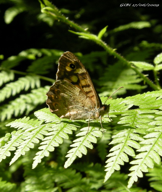 Farfalle della Foresta Casentinese