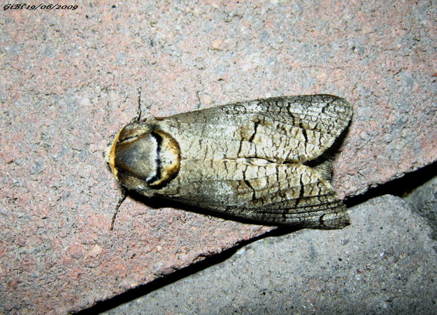 Lamellocossus terebra ? - No, Cossus cossus
