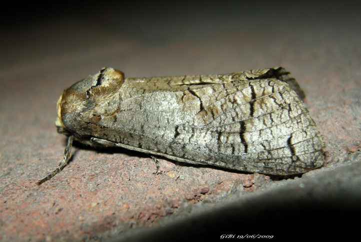 Lamellocossus terebra ? - No, Cossus cossus