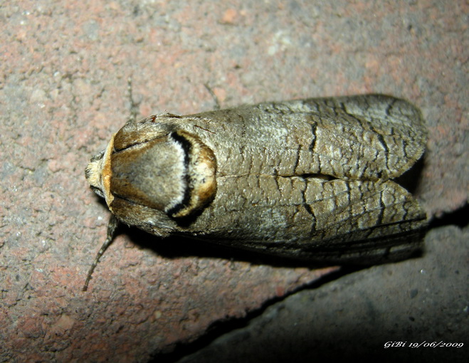 Lamellocossus terebra ? - No, Cossus cossus