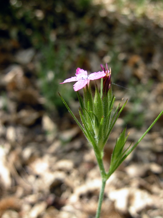 Dianthus armeria / Garofano a mazzetti