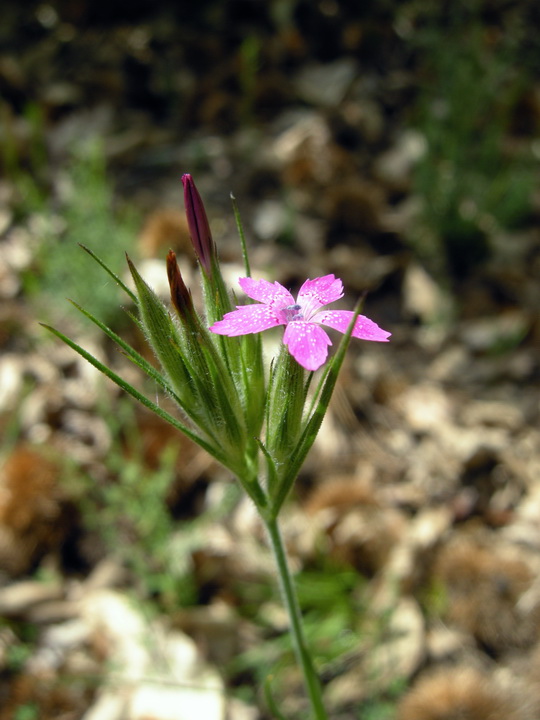 Dianthus armeria / Garofano a mazzetti