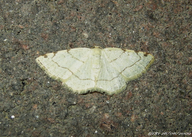 Geometridae - Stegania trimaculata