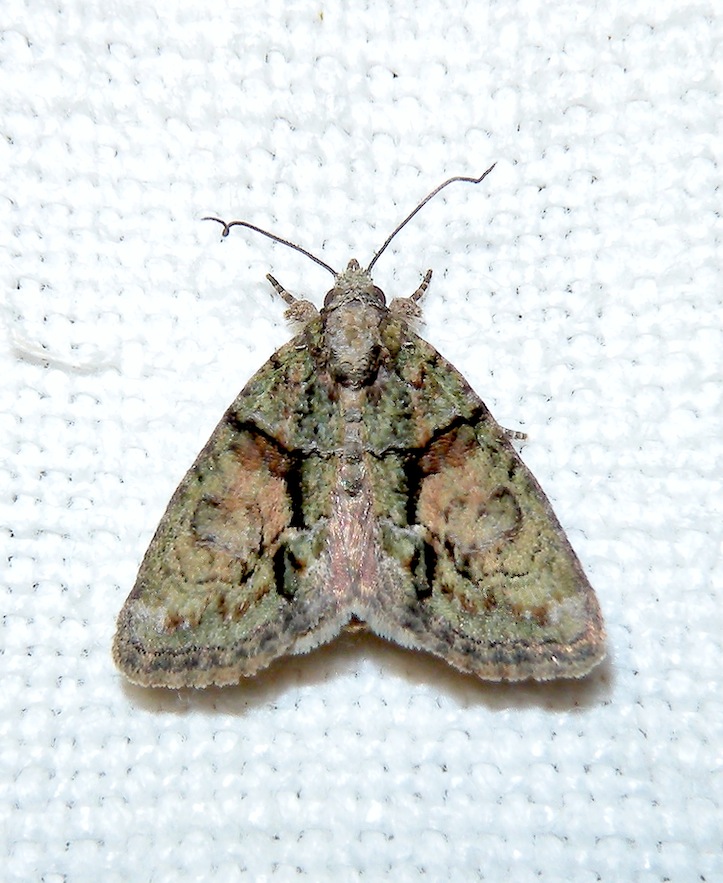 Cryphia ochsi? - Cryphia (Euthales) cf. ochsi