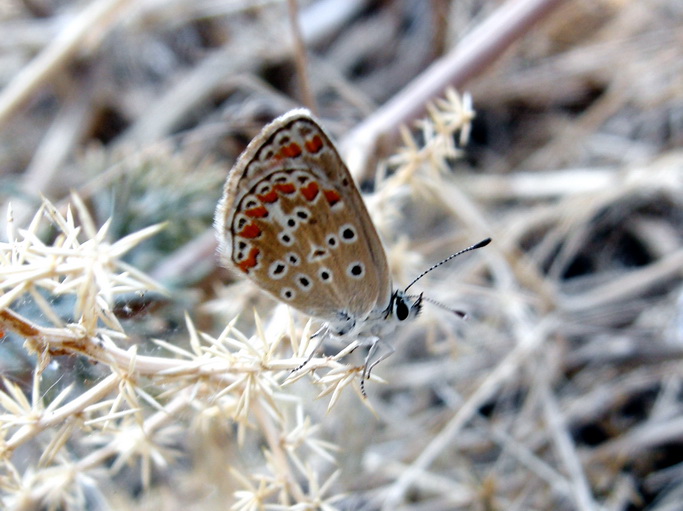 Diurne Corf (Grecia) 4:  Aricia  agestis?