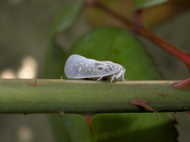 Metcalfa pruinosa dall''Isola di Corf