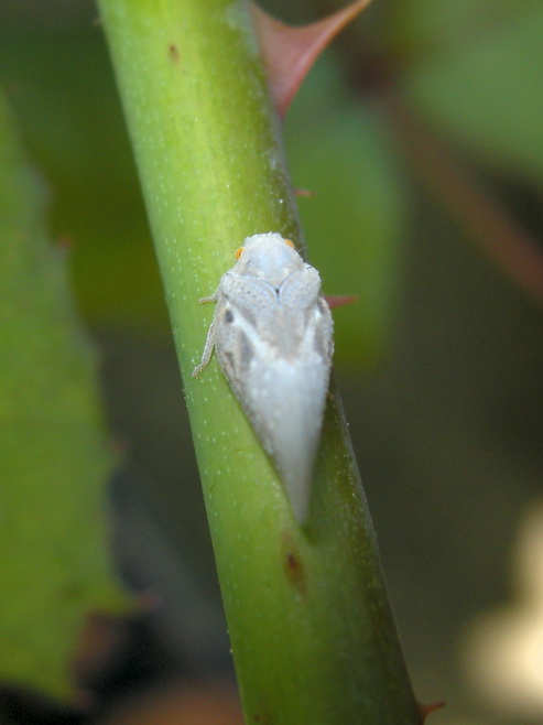 Metcalfa pruinosa dall''Isola di Corf