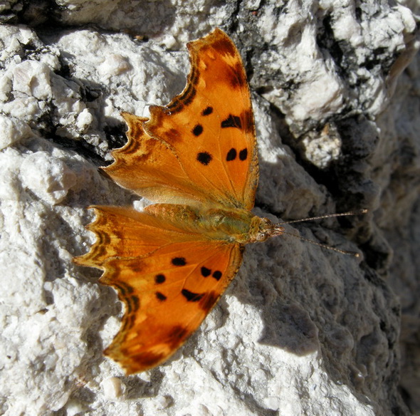 Diurne Corf (Grecia) 6:  Polygonia c-album/Polygonia egea?