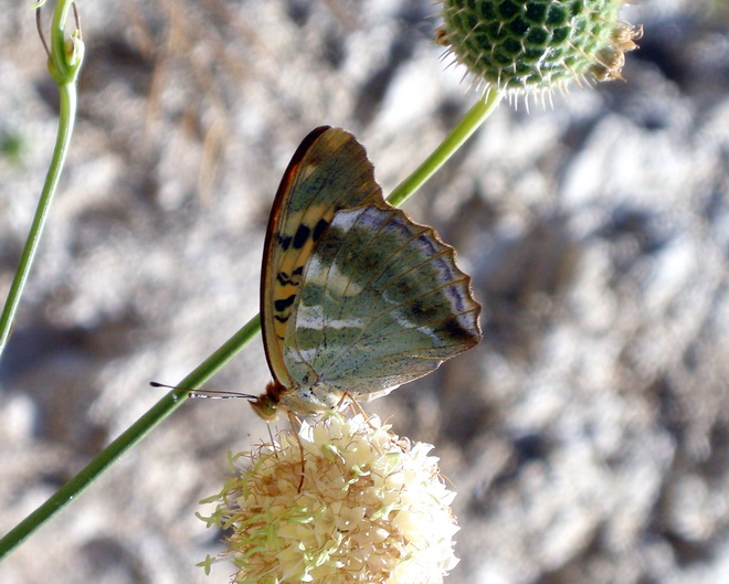 Diurne Corf (Grecia) 5: Argynnis paphia