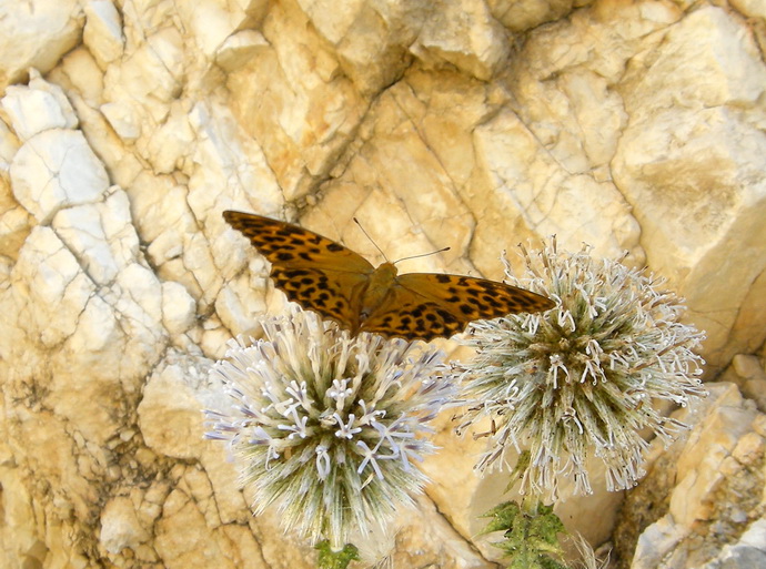 Diurne Corf (Grecia) 5: Argynnis paphia