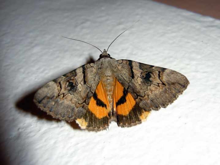 Notturne Corf (Grecia) 1:  Catocala hymenaea