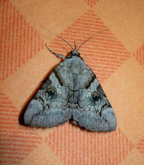 Notturne Corf (Grecia) 1:  Catocala hymenaea