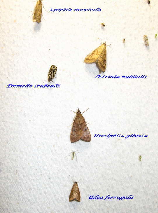 Crambidae/Pyralidae ?