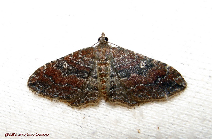 I.D. Geometridae - # 1