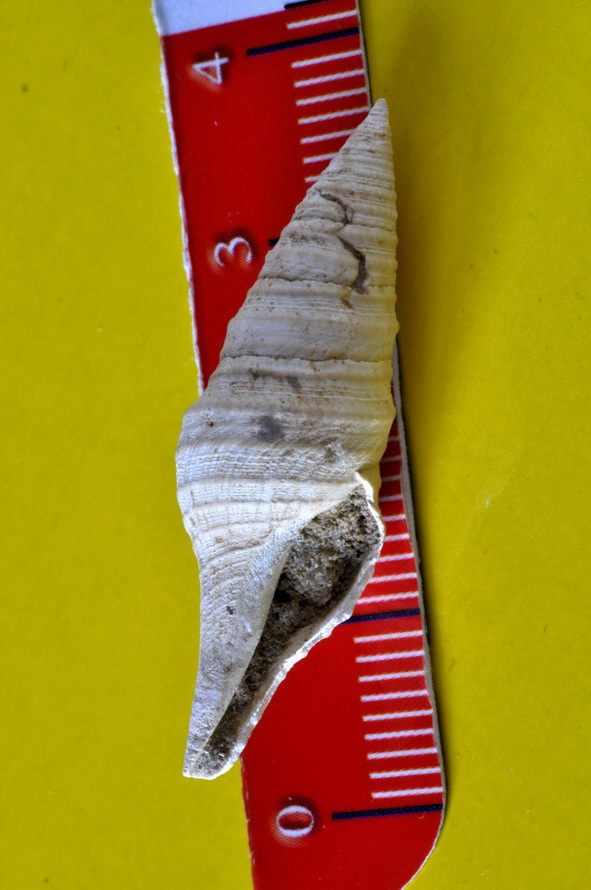 I.D. fossile - 9