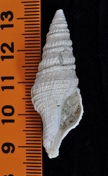 I.D. fossile - 9
