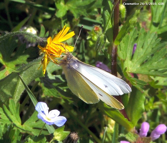 Pieris rapae ?