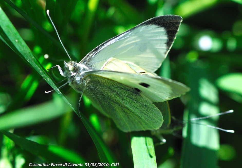 Pieris brassicae