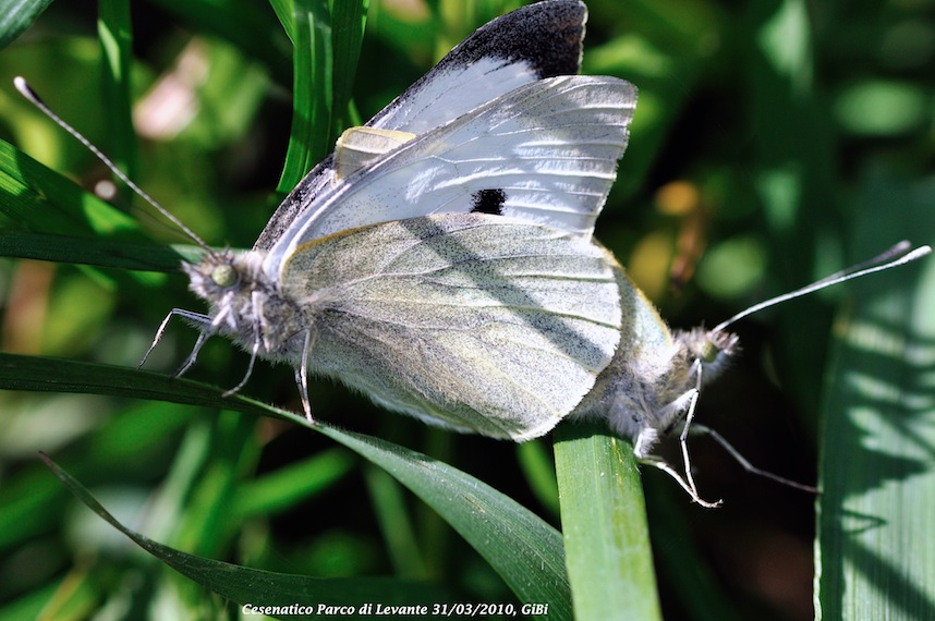 Pieris brassicae