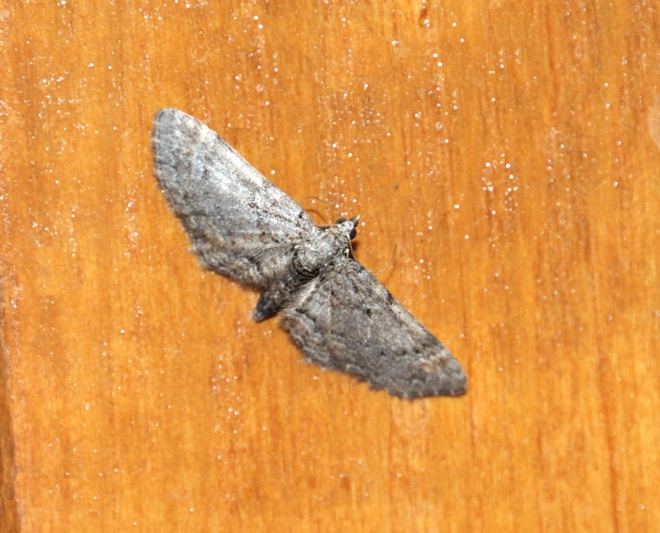 Notturna n° 3
