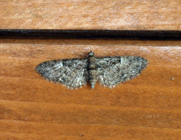 Notturna n° 3