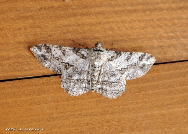 Altra Geometridae - Ascotis selenaria