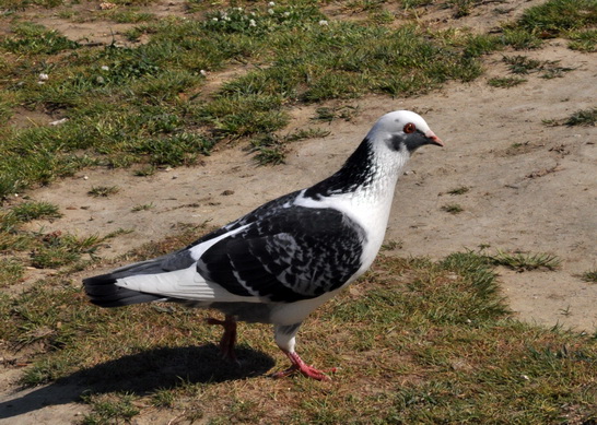 Che specie ?