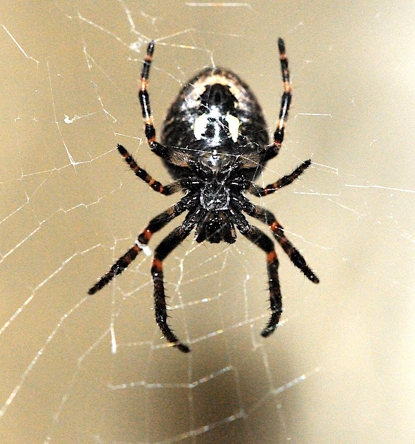Nuctenea umbratica