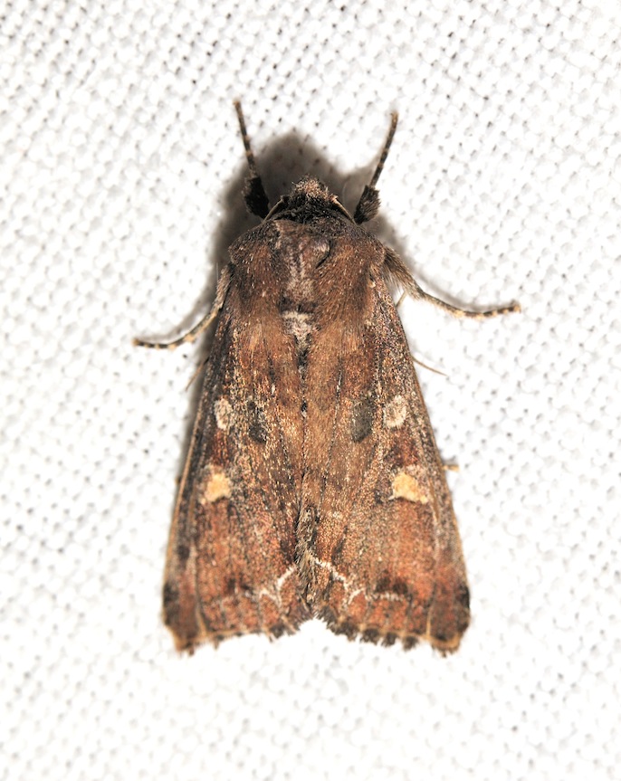 Lacanobia (Diataraxia) oleracea